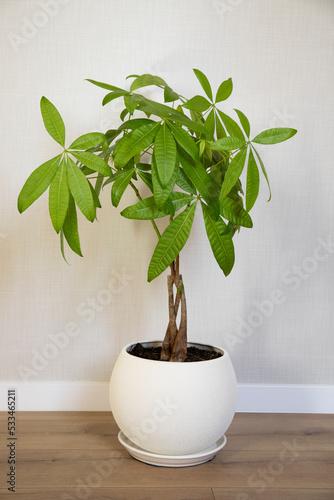Wallpaper Mural A young Money Tree plant Pachira Aquatica growing in white pot in home interior Torontodigital.ca