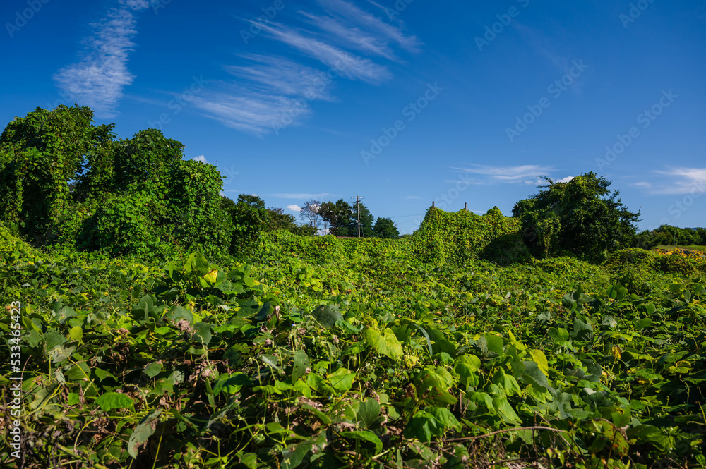 クズが生い茂る広い荒れ地 クズが生い茂る広い荒れ地