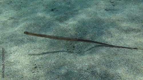 The camera slowly moves away from the Broadnosed Pipefish or Deep-snouted Pipefish (Syngnathus typhle) floats above the sandy bottom. Mediterranean. photo