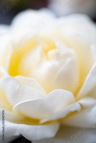 Fototapeta Naklejka Na Ścianę i Meble -  Lots of White Roses on Black Background