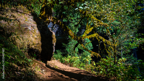 Green moss on the tree trunks in the autumn rainforest of the Silver Falls State Park  Oregon