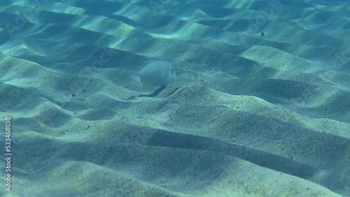 Underwater Scenes: The Wide-eyed Flounder (Bothus podas) follows the Pearly Razorfish (Xyrichtys novacula), which finds food on the bottom faster by swimming in the water column. photo