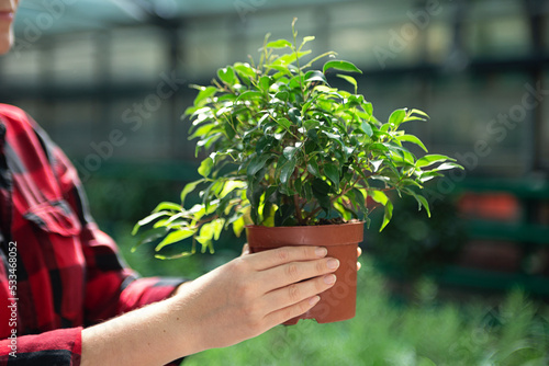 Anonymous woman holding in hands pot with ficus tree in pot,plant shopping concept.