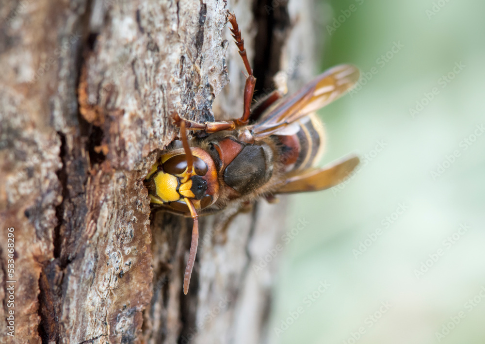 The hornet feeds on pear juice. The hornet feeds on pear juice.