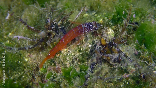 Bright red male Black Faced Blenny (Tripterygion melanurum) looks for food on a rock overgrown with green algae, then leaves frame, close-up. Mediterranean, Greece. photo