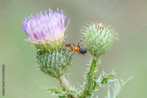 Thistle inflorescence and an ant on it. Needles and thorns on a plant.