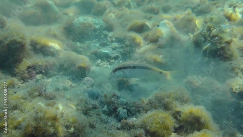 Red Sea goatfish (Parupeneus forsskali) leaves a cloud of turbidity over the muddy bottom that attracts other fish. photo