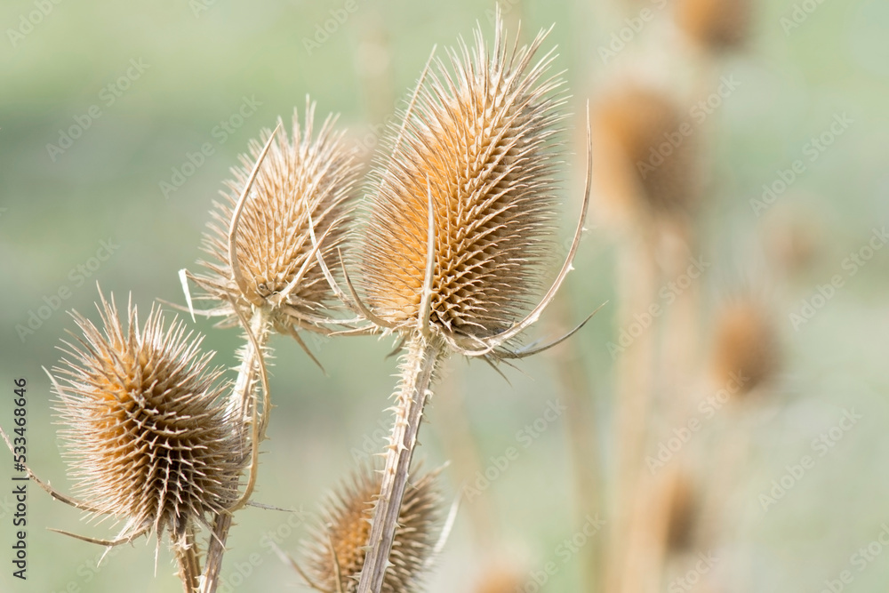 Dry thistle inflorescences. Needles and thorns on a plant. Dry thistle inflorescences. Needles and thorns on a plant.