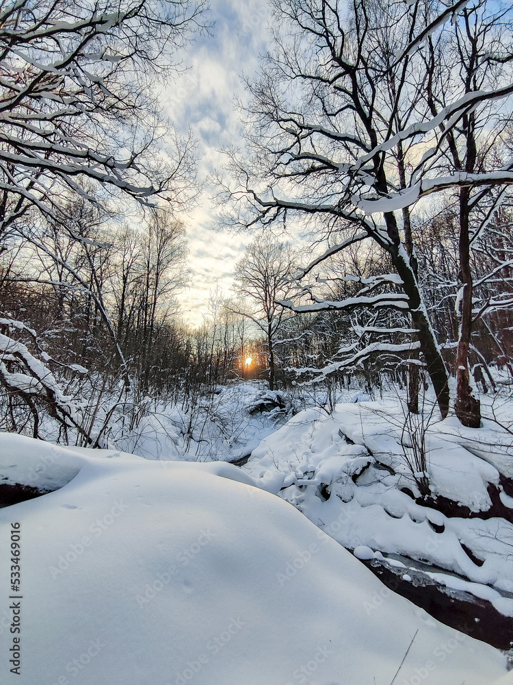 Fototapeta premium Evening sun in winter forest