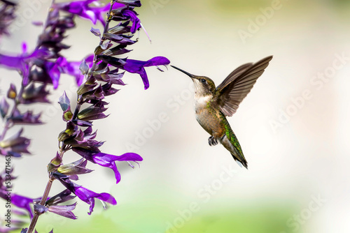 A juvenile Ruby-throated humming bird feeding on a flower, Ontario, Canada