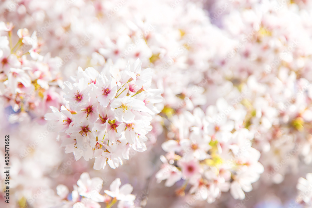 Fototapeta premium Beautiful flowering trees in spring. Selective focus.
