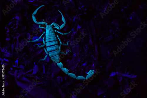 scorpion in UV light