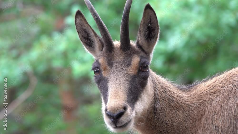 goat chamois calmly looking at the camera closeup goat chamois calmly looking at the camera closeup