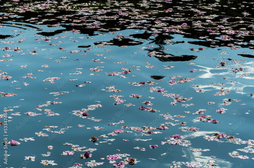 Pink rose flowers floating on the surface of the water. Pink rose flowers floating on the surface of the water.