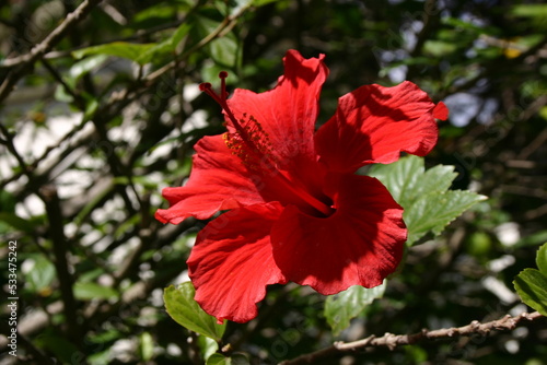 red hibiscus flower