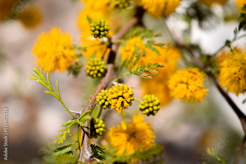 Flores amarillas y perfumadas de una Acacia Caven o espinillo photo