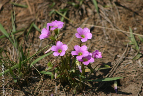 spring crocus flowers