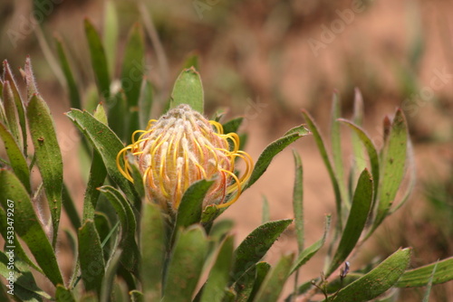 yellow flower in desert