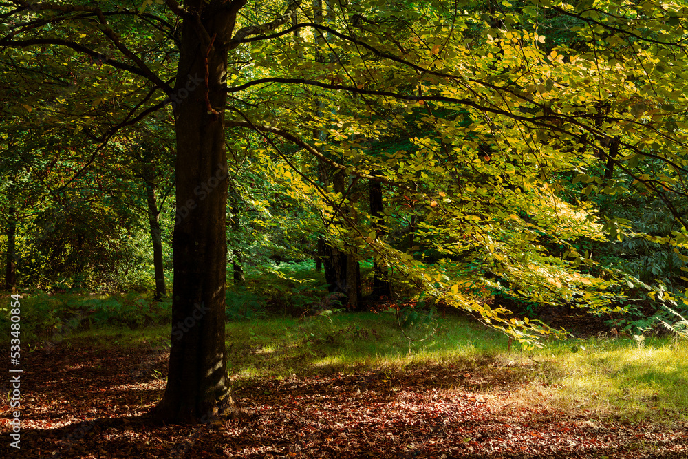 Obraz premium Virginia Water lakes - part of Windsor Great Park, Surrey.