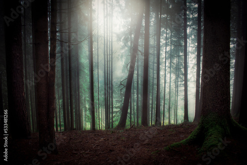 Wald in den Morgenstunden mit Nebel und Licht in blau gr  n T  nen  k  hle kalte Stimmung