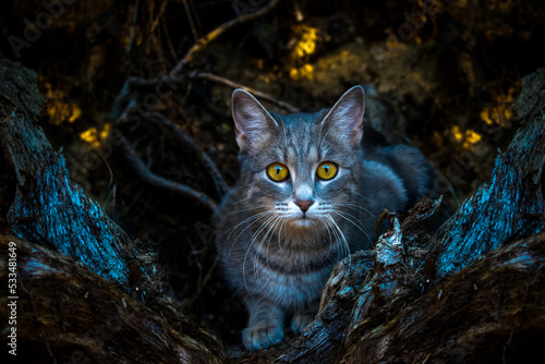 Grau getigerte Katze in einer dunklen Baumhöhle mit gelben Augen 