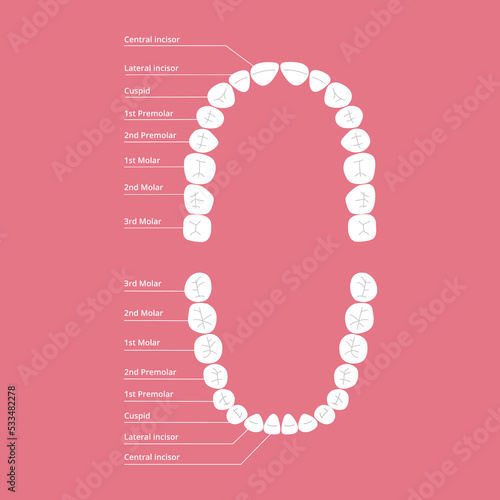 Permanent Teeth scheme. Vector infographic illustration.