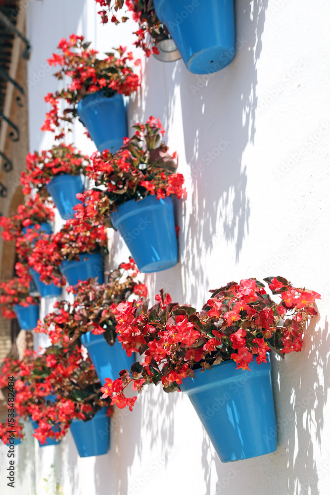 Begonias in beautiful bright blue pots adorn the wall on the streets in the town of Marbella, Spain. Horticultural culture in Europe.