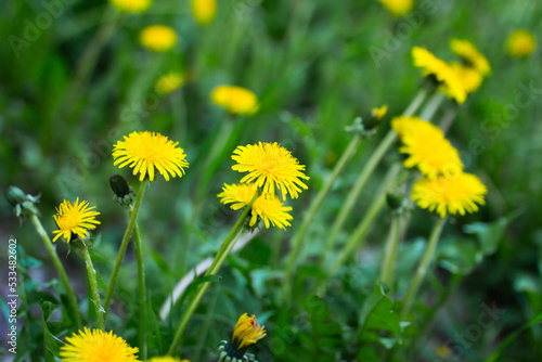 Yellow flowering dandelions in the grass close up, selective focus