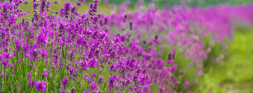 Obraz premium Lavender blossoms in a beautiful background field. Selective focus.