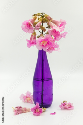 Magnolia