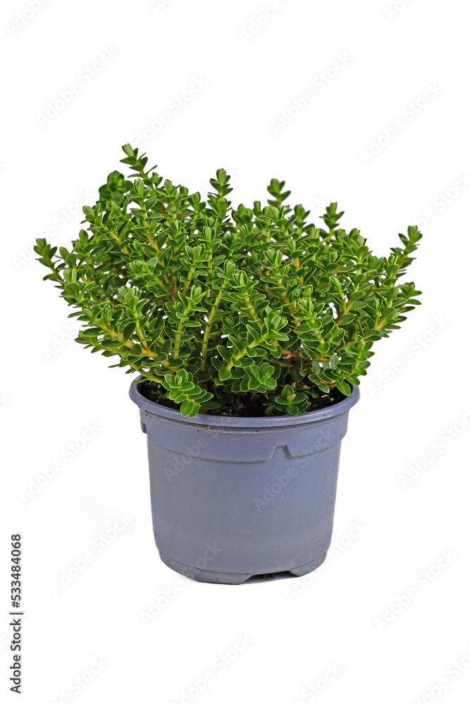 Potted Hebe 'Green Boys' garden plant on white background Potted Hebe 'Green Boys' garden plant on white background