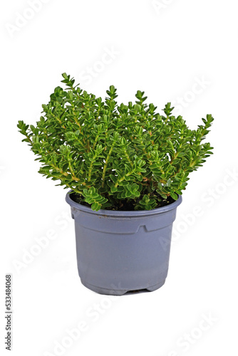 Potted Hebe 'Green Boys' garden plant on white background