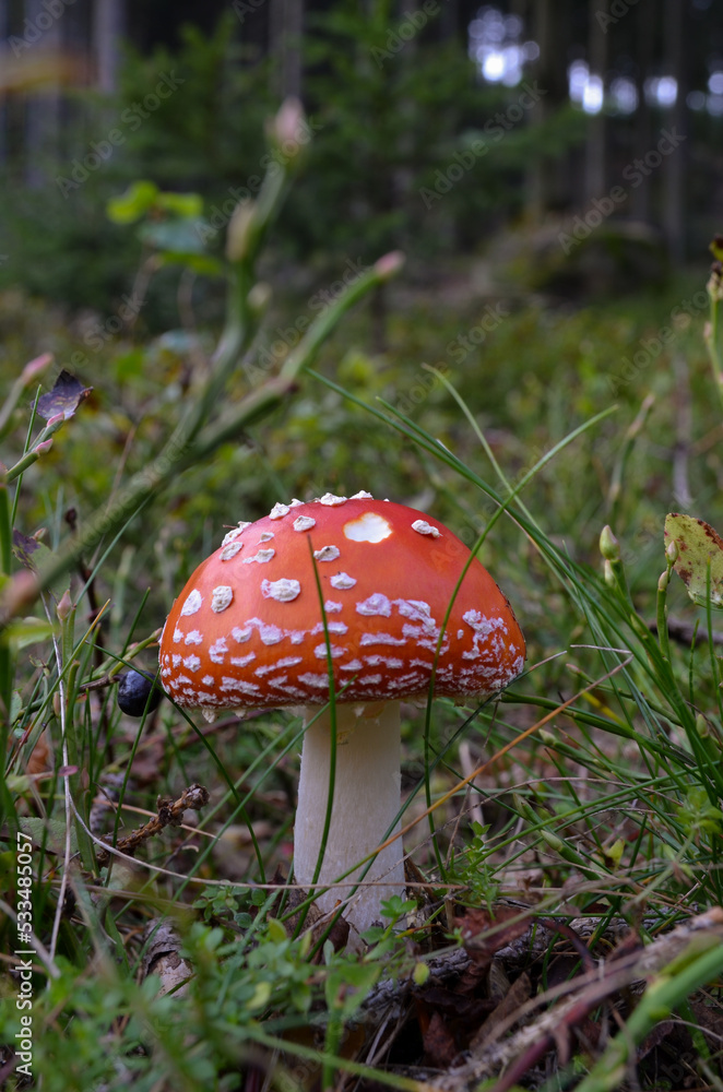 Fly agaric, Amanita muscaria with red cap in blueberry bush with a forest in the background. Fly agaric, Amanita muscaria with red cap in blueberry bush with a forest in the background.