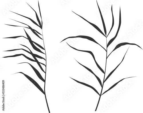 Image of a monochrome reed or bulrush on a white background.Isolated vector drawing.