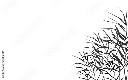 Image of a monochrome reed or bulrush on a white background.Isolated vector drawing.