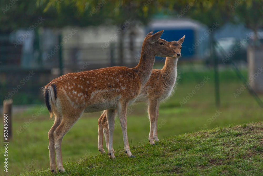 fallow deer animal on green meadow in morning near Brno city fallow deer animal on green meadow in morning near Brno city