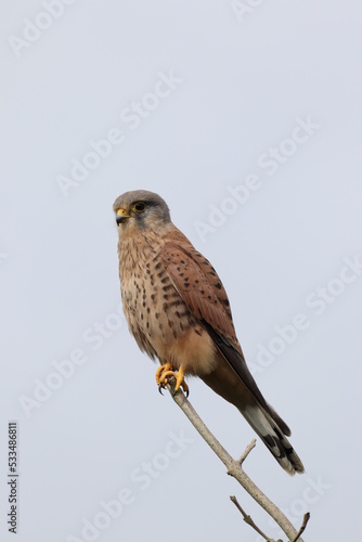 Kestrel (Falco tinnunculus) small common falcon perched on high looking for its next meal. © Bob Riches