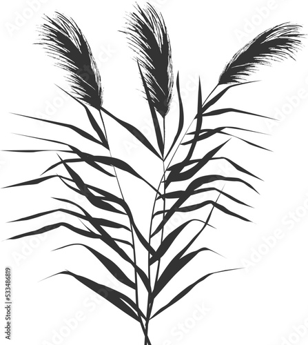 Image of a monochrome reed or bulrush on a white background.Isolated vector drawing.