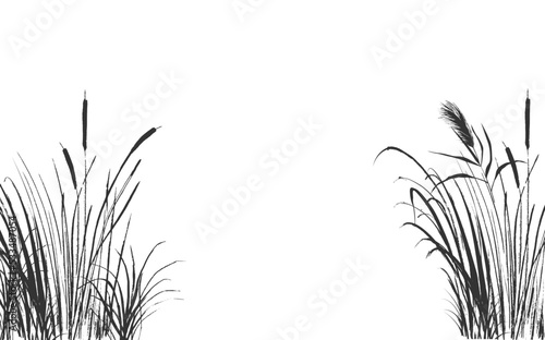 Image of a monochrome reed or bulrush on a white background.Isolated vector drawing.