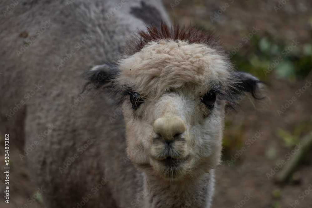 Llama animal in summer cloudy dark day on dry floor