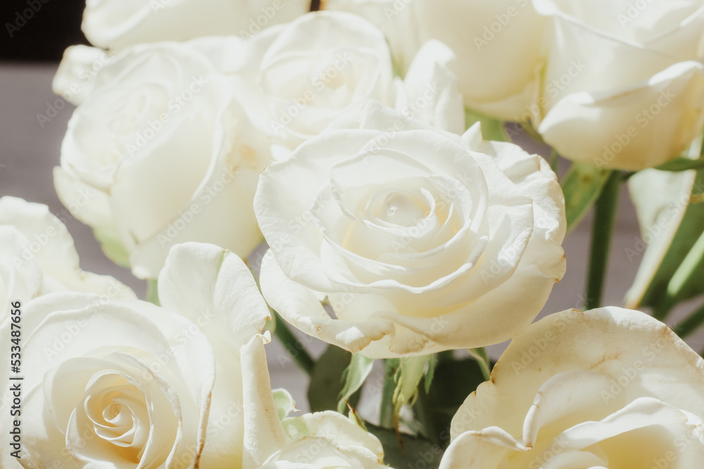Obraz premium White roses stand in a vase on white wooden boards.