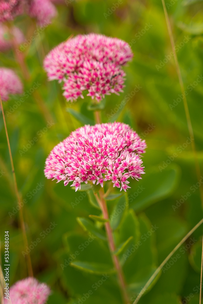 Herbstfarben in der Natur