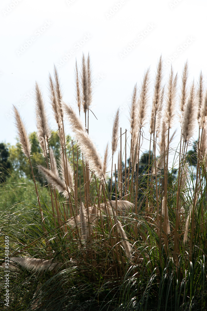 hierba de las Pampas (Cortaderia selloana)
hierba de las Pampas (Cortaderia selloana)