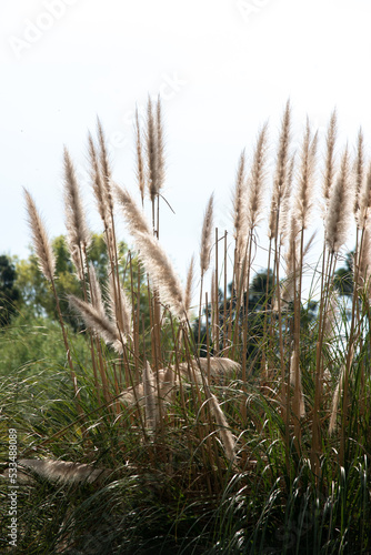 hierba de las Pampas (Cortaderia selloana) 