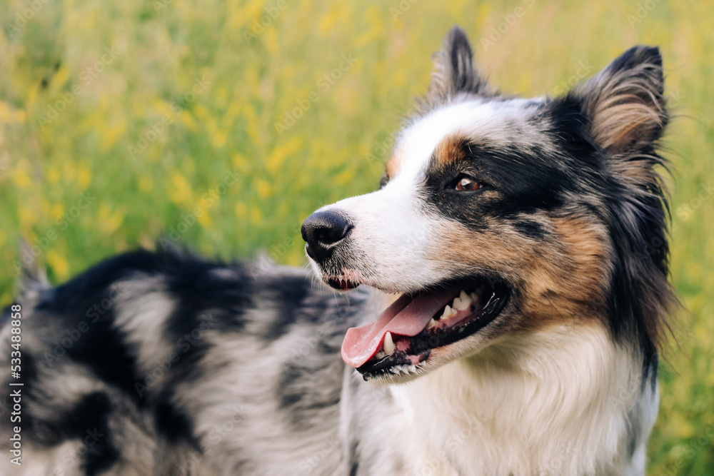 A dog of the Australian Shepherd breed with brown eyes on a walk, close-up.