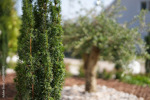 Nadelholz Baum mit Olivenbaum Hintergrund
