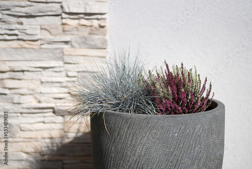 Pflanze im Topf mit Mauerstein Hintergrund
