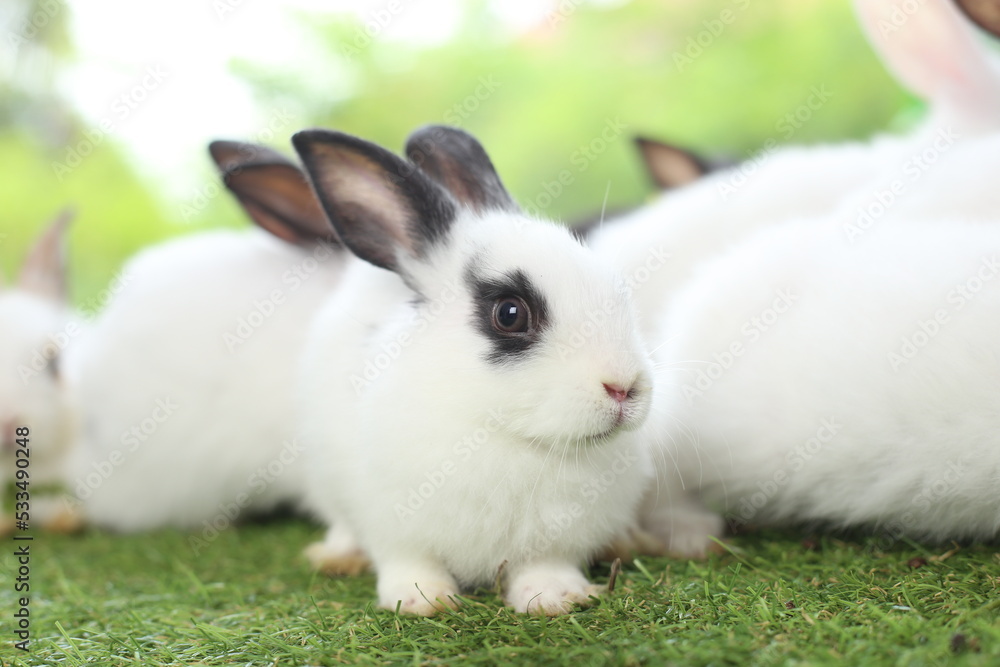 Cute little rabbit on green grass with natural bokeh as background during spring. Young adorable bunny playing in garden. Lovely pet at park Cute little rabbit on green grass with natural bokeh as background during spring. Young adorable bunny playing in garden. Lovely pet at park