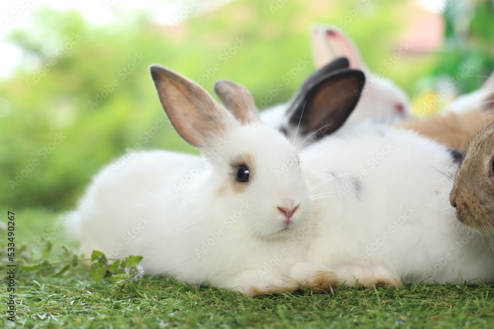 Cute little rabbit on green grass with natural bokeh as background during spring. Young adorable bunny playing in garden. Lovely pet at park Cute little rabbit on green grass with natural bokeh as background during spring. Young adorable bunny playing in garden. Lovely pet at park
