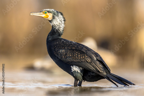 Great cormorant male in breeding plumage